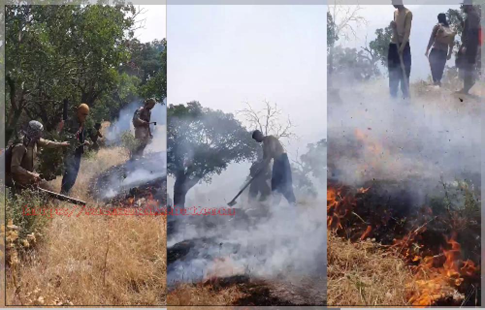 سووتان و لەنێوچوونی ٩٥٠ هێکتار لە دارستانەکانی کرماشان لە سەرەتای ئەمساڵەوە